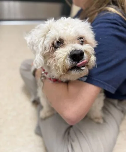 A senior small-sized male Bichon Frise dog named Baxter for adoption in Burlington, WA
