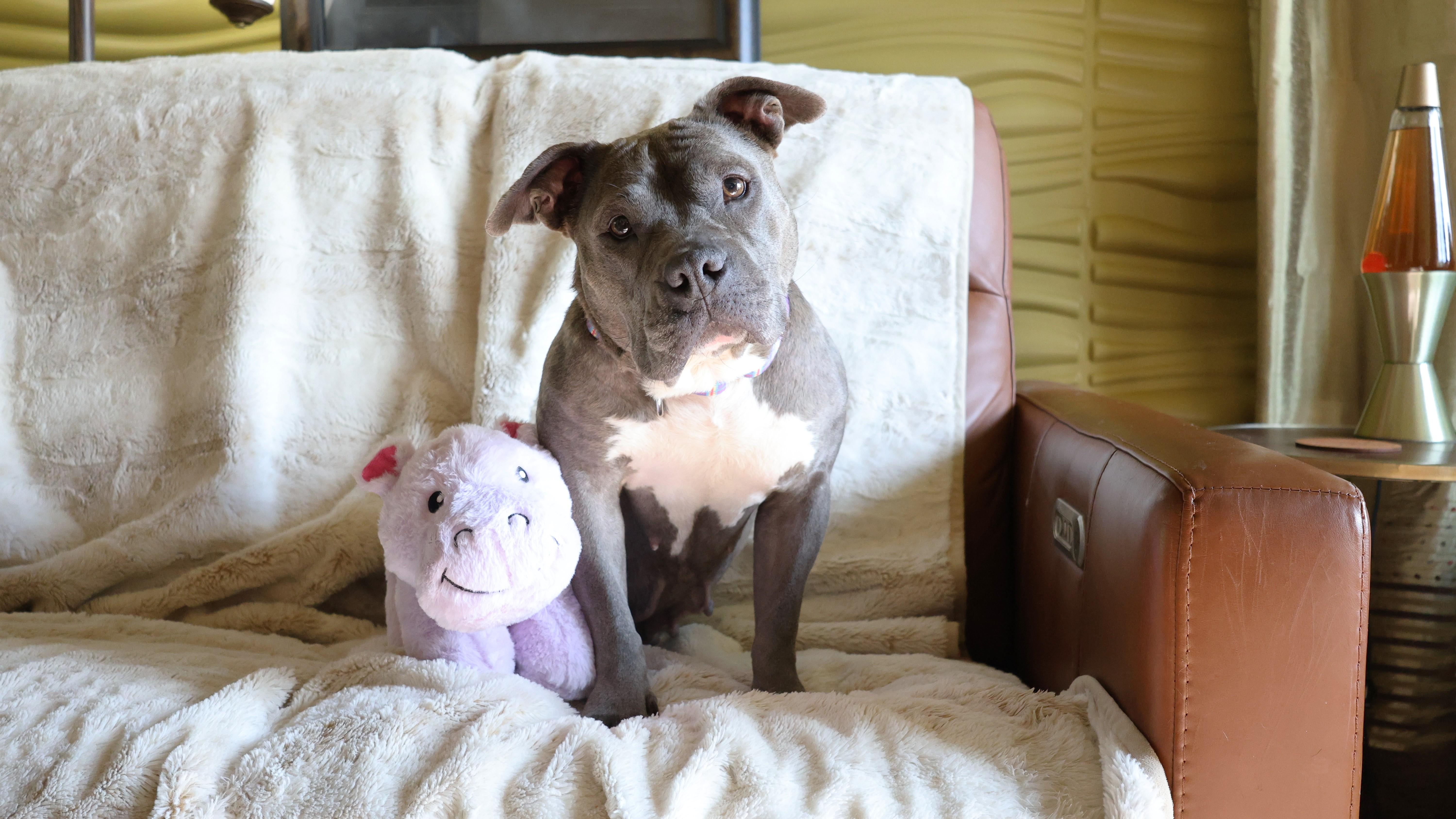 An adult medium-sized female Gray / Blue / Silver Terrier dog named Sarabi for adoption in Sioux Falls, SD