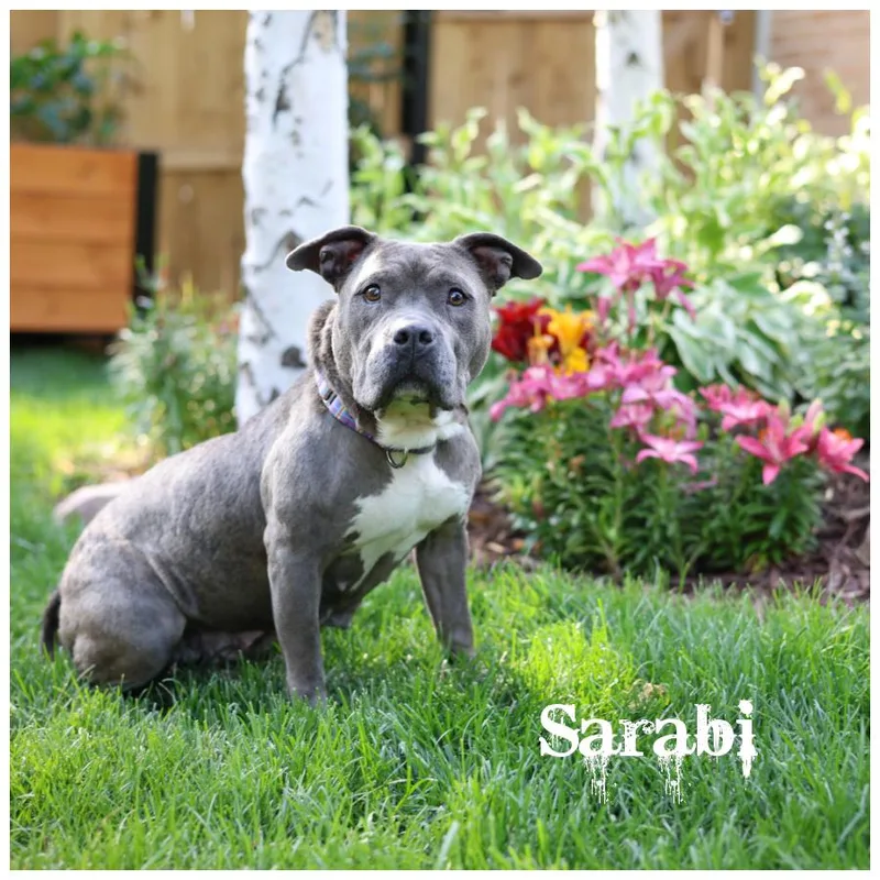 Sarabi thumbnail 2