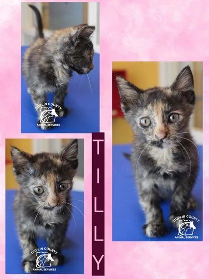 A baby small-sized female Domestic Short Hair cat named Tilly for adoption in Kenansville, NC