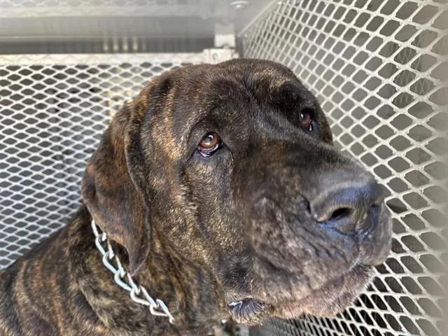 An adult extra large-sized male Brindle Mastiff dog named Adonis  URGENT for adoption in Thousand Oaks, CA
