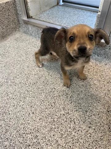 A baby medium-sized female Belgian Shepherd / Malinois dog named Clarabell for adoption in Houston, TX