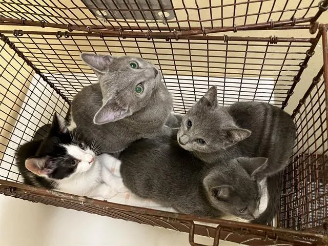 A baby small-sized male Domestic Short Hair cat named Tangerine for adoption in Tustin, CA