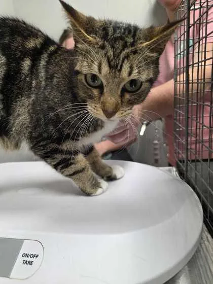 An adult medium-sized female Domestic Short Hair cat named Bae Bae for adoption in Sevierville, TN