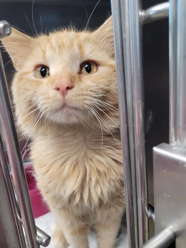 An adult large-sized male Domestic Long Hair cat named Firefox for adoption in Hopkinsville, KY