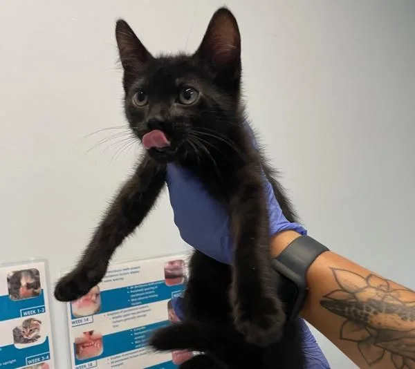A baby small-sized male Domestic Short Hair cat named Ambrose for adoption in El Cajon, CA