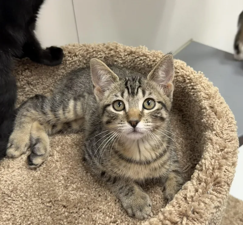 A baby medium-sized male Tabby (Brown / Chocolate) Domestic Short Hair cat named Whiskey Riley Fuzzell for adoption in Spring, TX