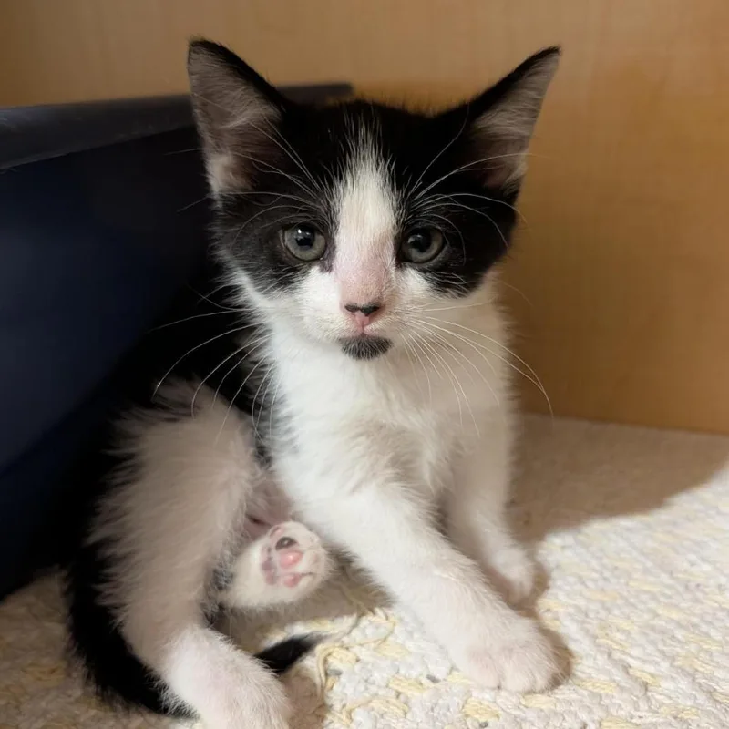 A baby small-sized female Black Domestic Short Hair cat named Stick for adoption in Washington Township, OH