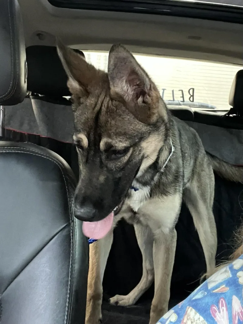 Little Bela Gs thumbnail 2