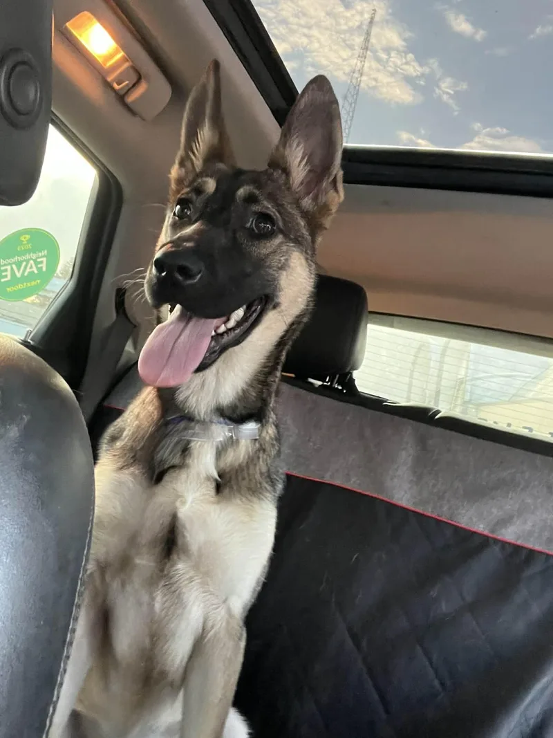 Little Bela Gs thumbnail 5