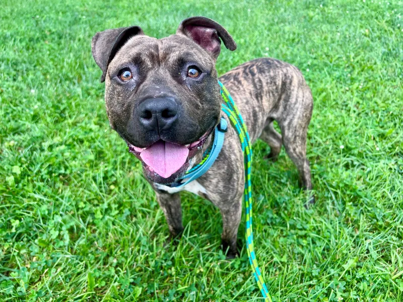 An adult medium-sized male Brindle Pit Bull Terrier dog named Memphis for adoption in Frederick, MD