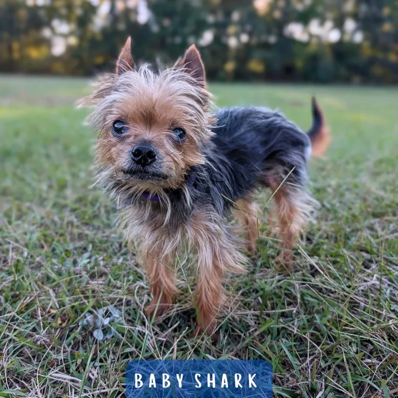 An adult small-sized male Yorkshire Terrier dog named Baby Shark for adoption in Tyrone, GA
