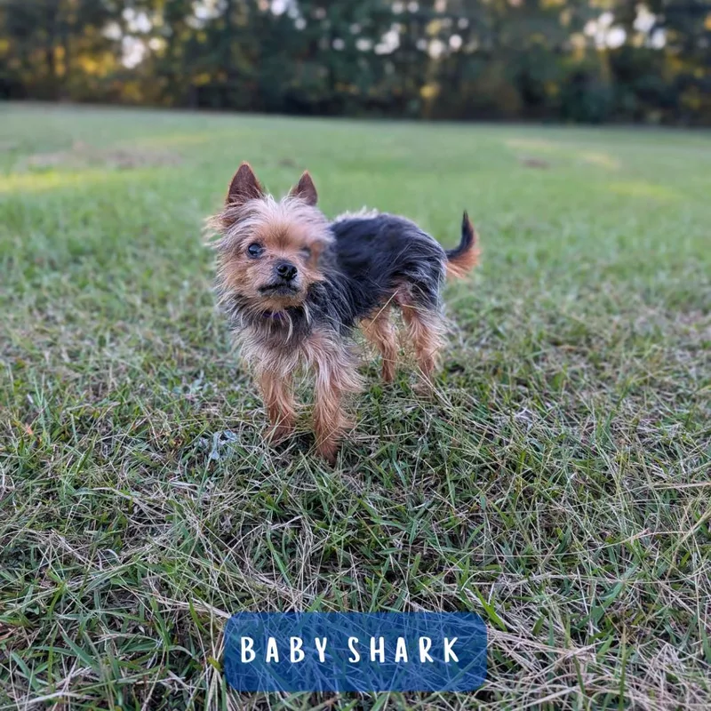 Baby Shark thumbnail 2