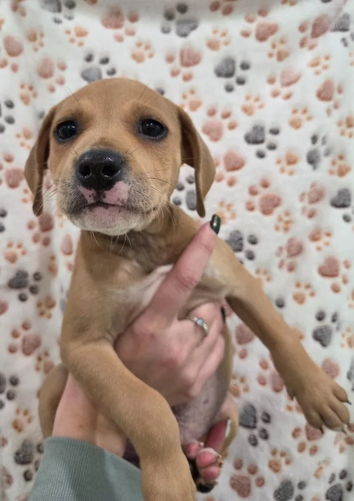 A baby small-sized male Chihuahua dog named Chandler for adoption in Brookings, OR