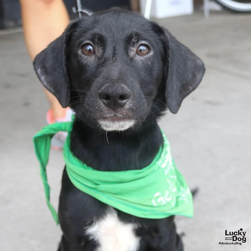 A baby medium-sized female Labrador Retriever dog named Delia for adoption in Washington, DC