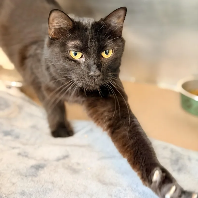 A young medium-sized female Black Domestic Medium Hair cat named Marsha for adoption in Jackson, NJ