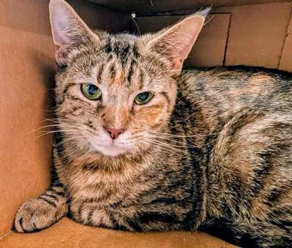 An adult small-sized female Domestic Short Hair cat named Monsoon for adoption in West Chester, PA