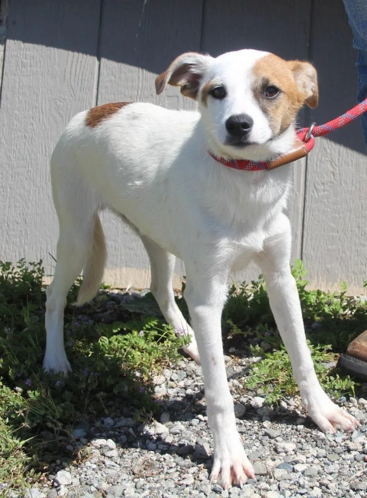 A baby medium-sized male Terrier dog named Denzel for adoption in Vacaville, CA