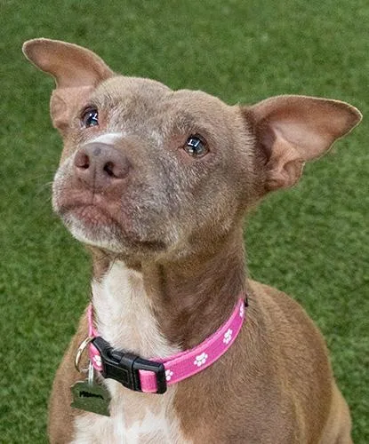 An adult medium-sized female Terrier dog named Meema for adoption in Encinitas, CA