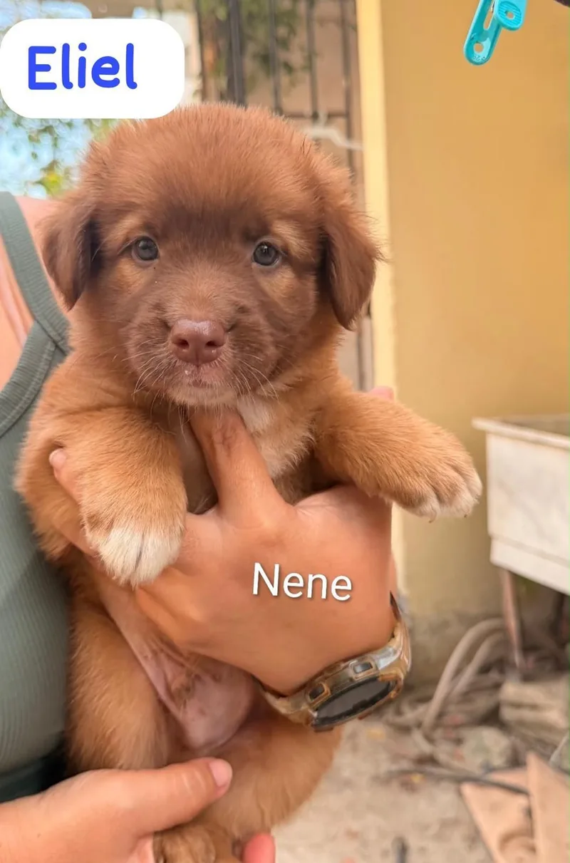 A baby medium-sized male Yellow / Tan / Blond / Fawn Labrador Retriever dog named Eliel for adoption in New York, NY