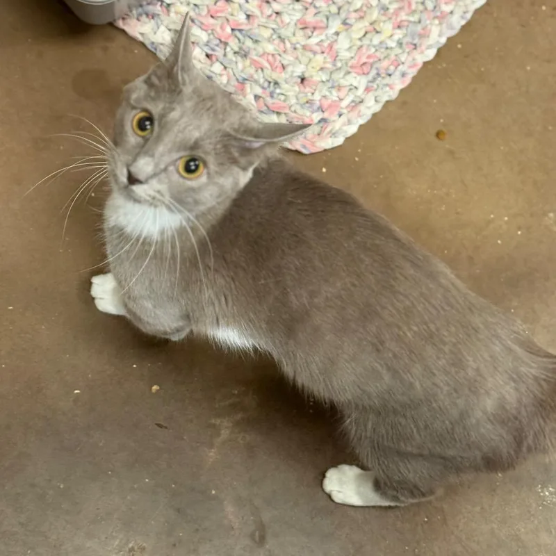 An adult medium-sized female Gray / Blue / Silver Domestic Short Hair cat named Chic sleek adventurer for adoption in Flagstaff, AZ
