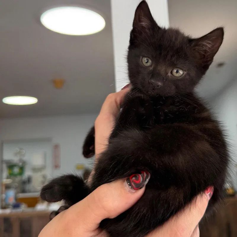 A baby small-sized female Black Domestic Short Hair cat named Giselle for adoption in Chico, CA