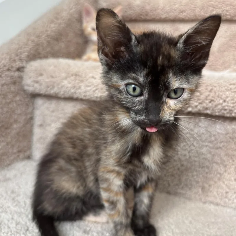 A baby small-sized female Tortoiseshell Domestic Short Hair cat named Boba Block for adoption in Morrison, CO