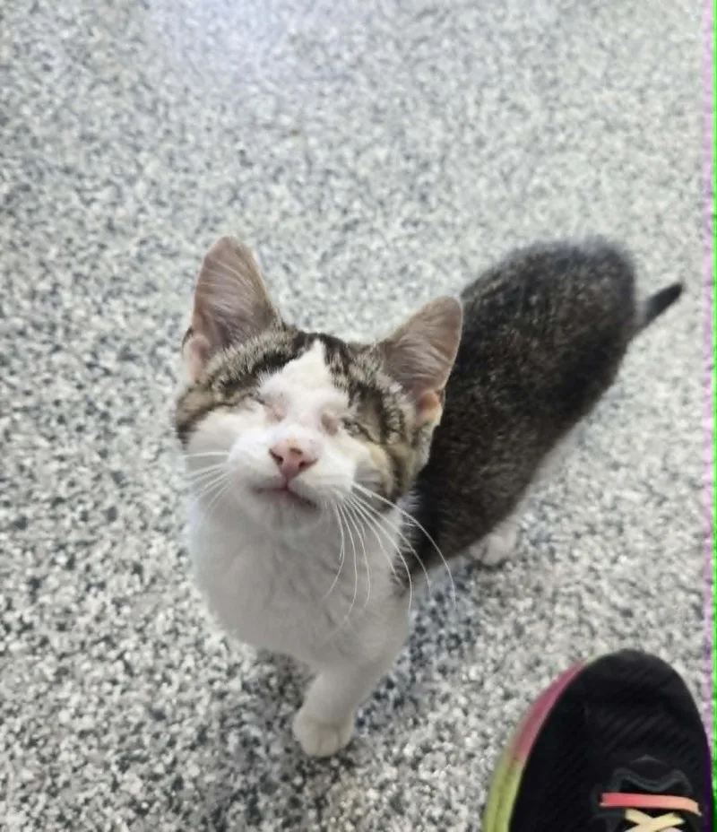 A baby medium-sized male Domestic Short Hair cat named Daredevil for adoption in Blaine, MN