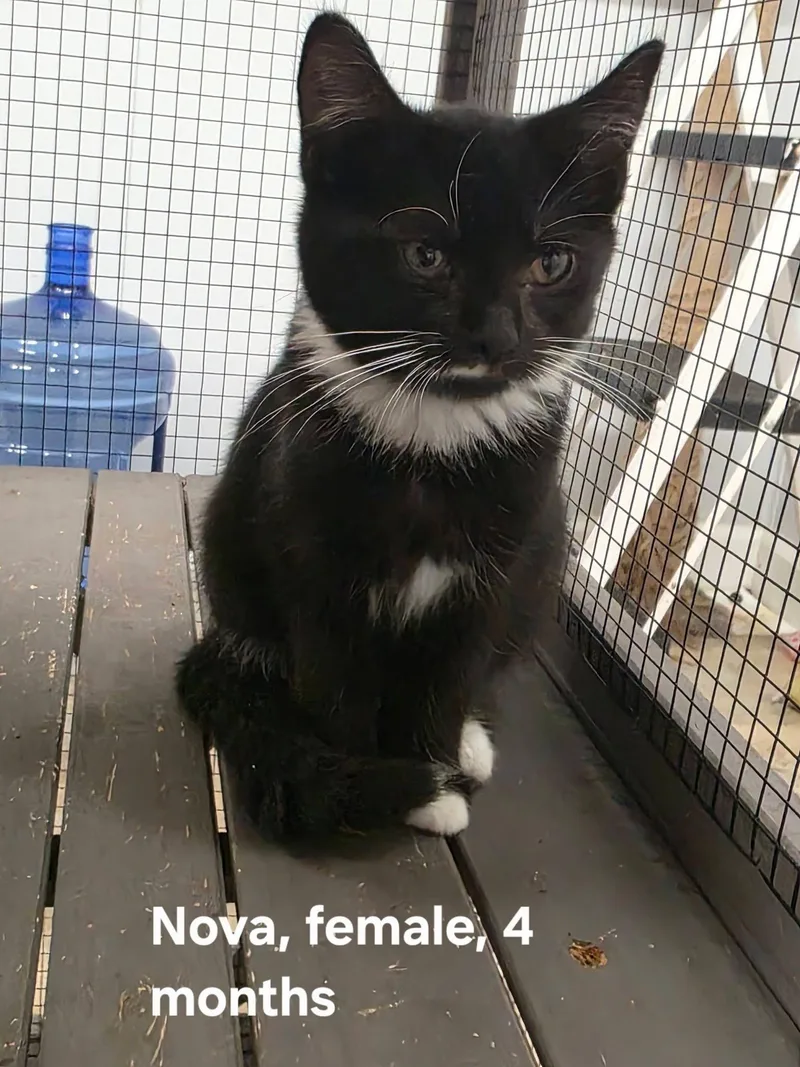 Nova