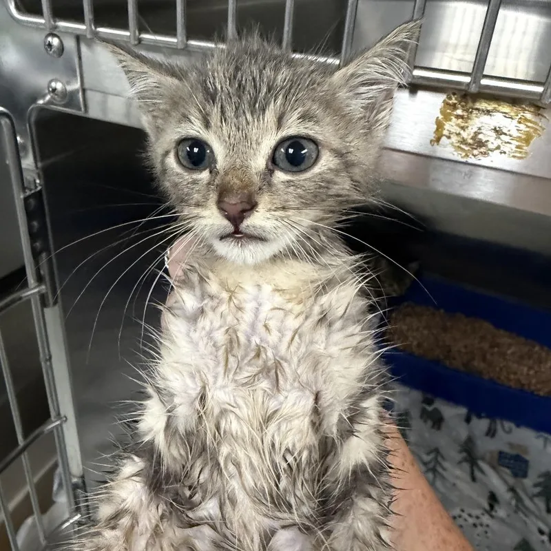 A baby small-sized male Gray / Blue / Silver Domestic Short Hair cat named Dewey for adoption in Marion, VA