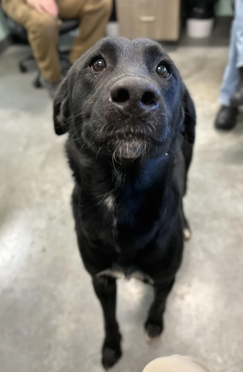 A young medium-sized male Black Labrador Retriever dog named Vader for adoption in Manchester, TN