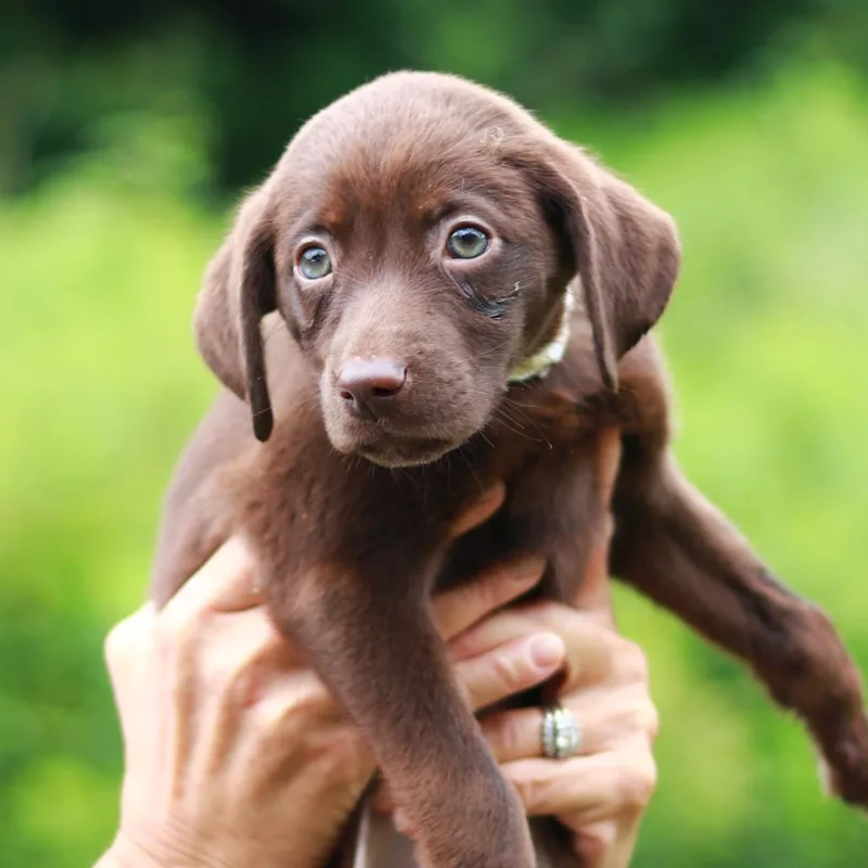 A baby medium-sized female Brown / Chocolate Pointer dog named CT Cheesy Potato for adoption in Stormville, NY