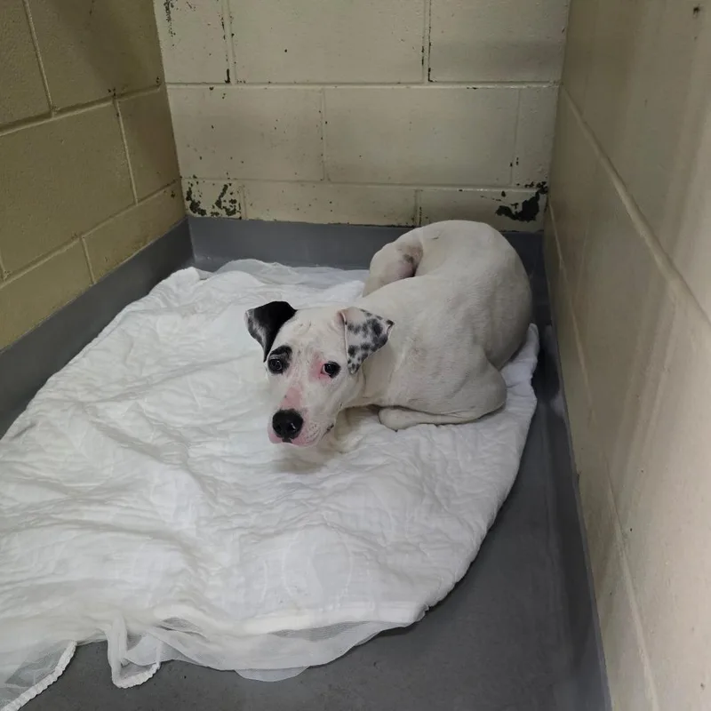 A young medium-sized female Black Mixed Breed dog named StraySaintMarysRoad for adoption in Columbus, GA