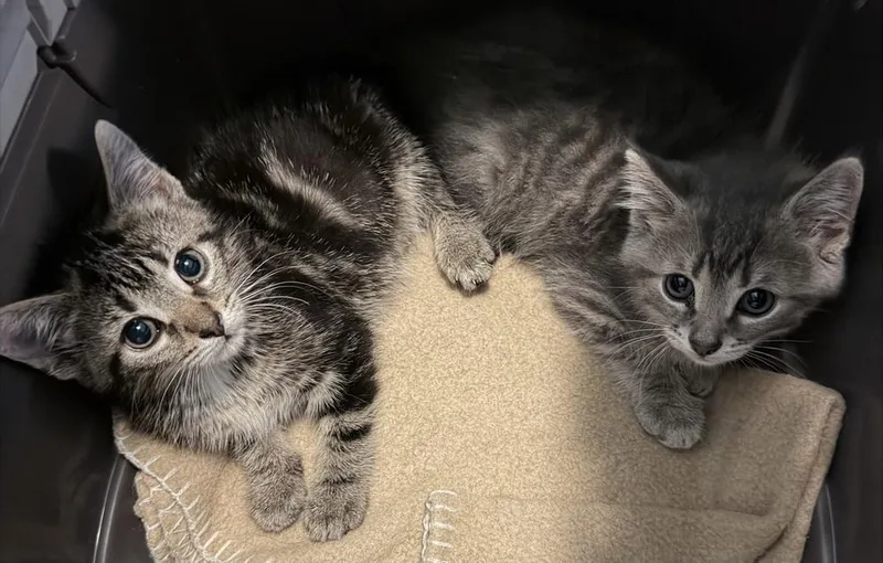 A baby medium-sized male Tabby (Brown / Chocolate) Domestic Short Hair cat named Buzz Bonded Pair for adoption in Chicago, IL