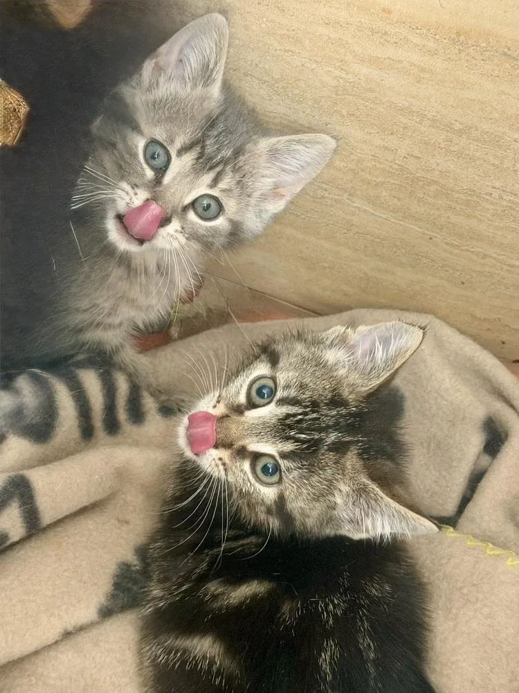 Buzz Bonded Pair thumbnail 3