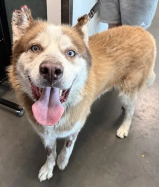 An adult large-sized male Husky dog named Maple for adoption in Chatsworth, CA