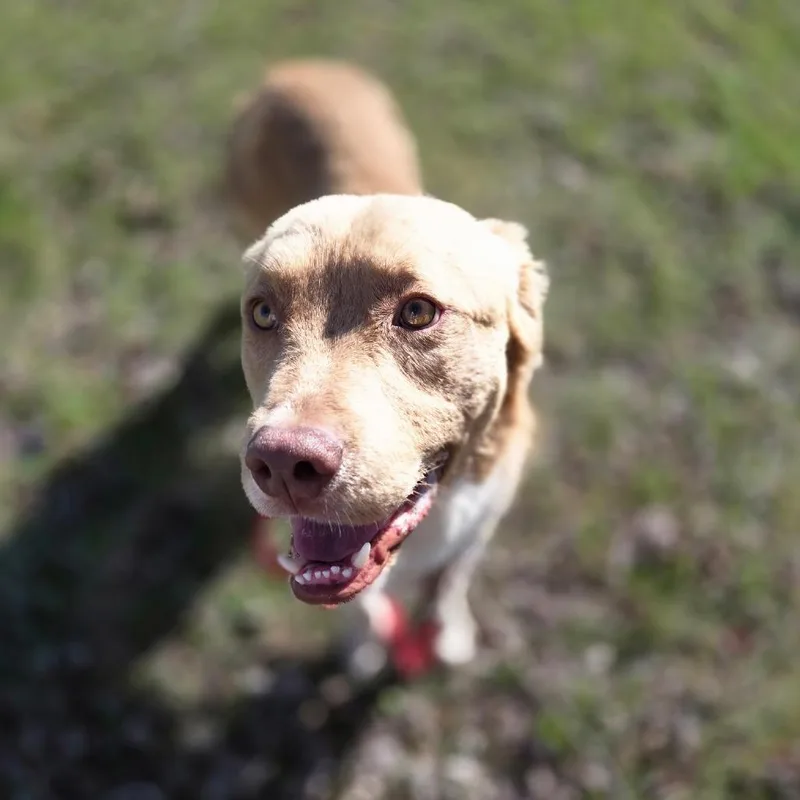 An adult small-sized male Yellow / Tan / Blond / Fawn Collie dog named Snaggles for adoption in Rock Falls, IL