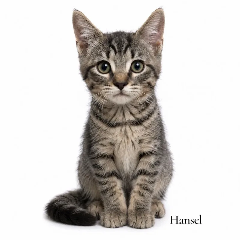 Hansel