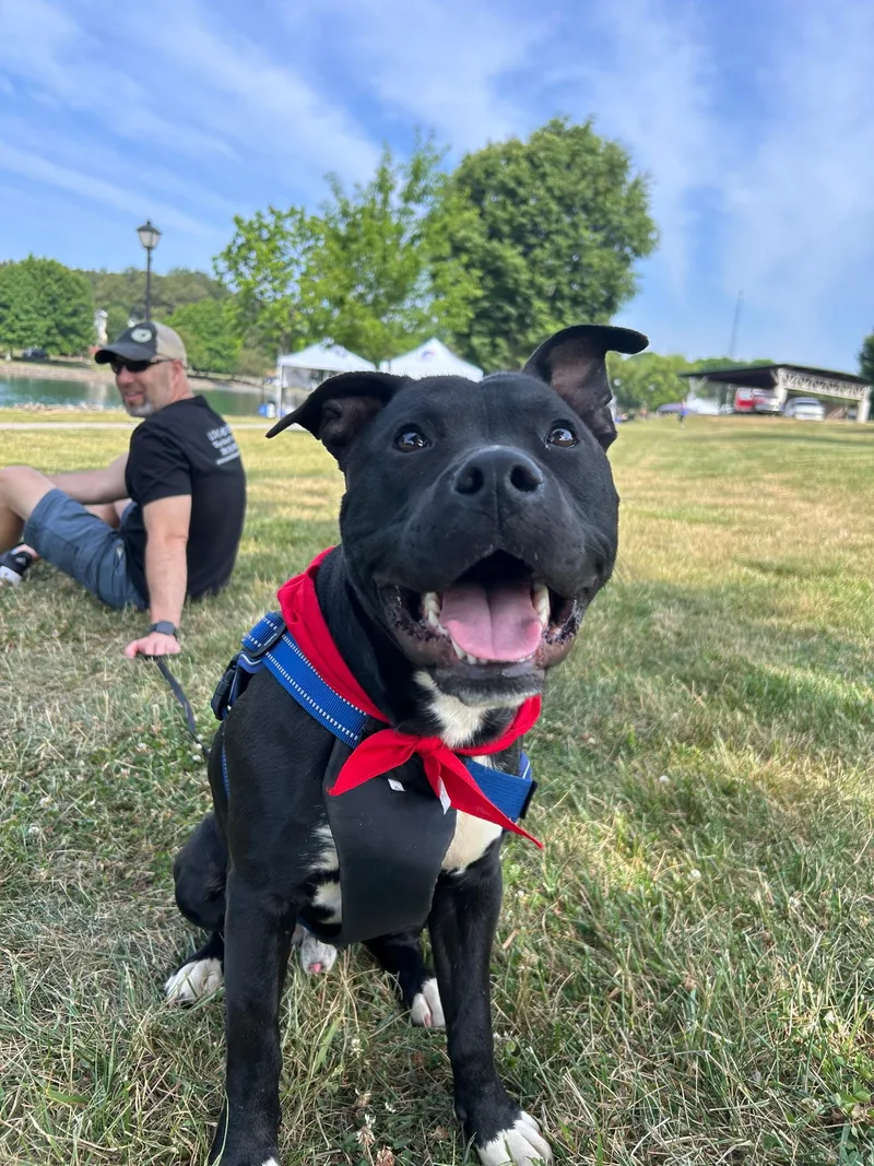 A young medium-sized male American Staffordshire Terrier dog named Buddy for adoption in Charlotte, NC