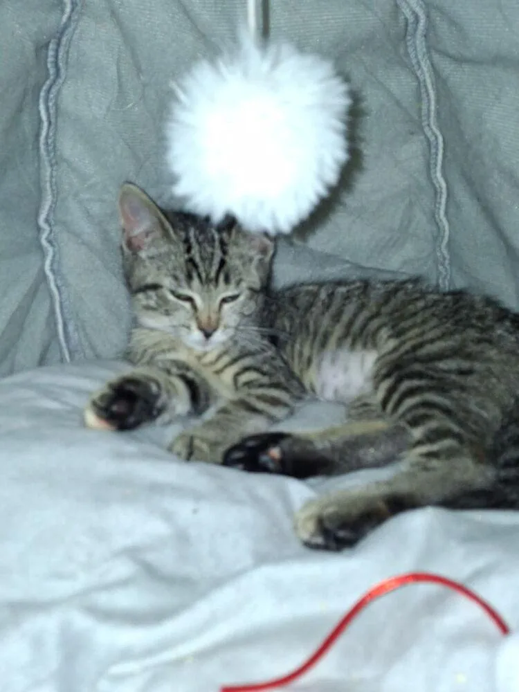 A baby small-sized male Domestic Short Hair cat named Orchid for adoption in Dayton, OH