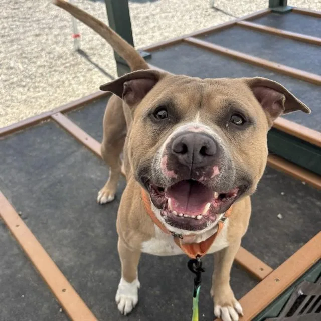An adult medium-sized male American Staffordshire Terrier dog named Champ for adoption in Lincolnton, NC