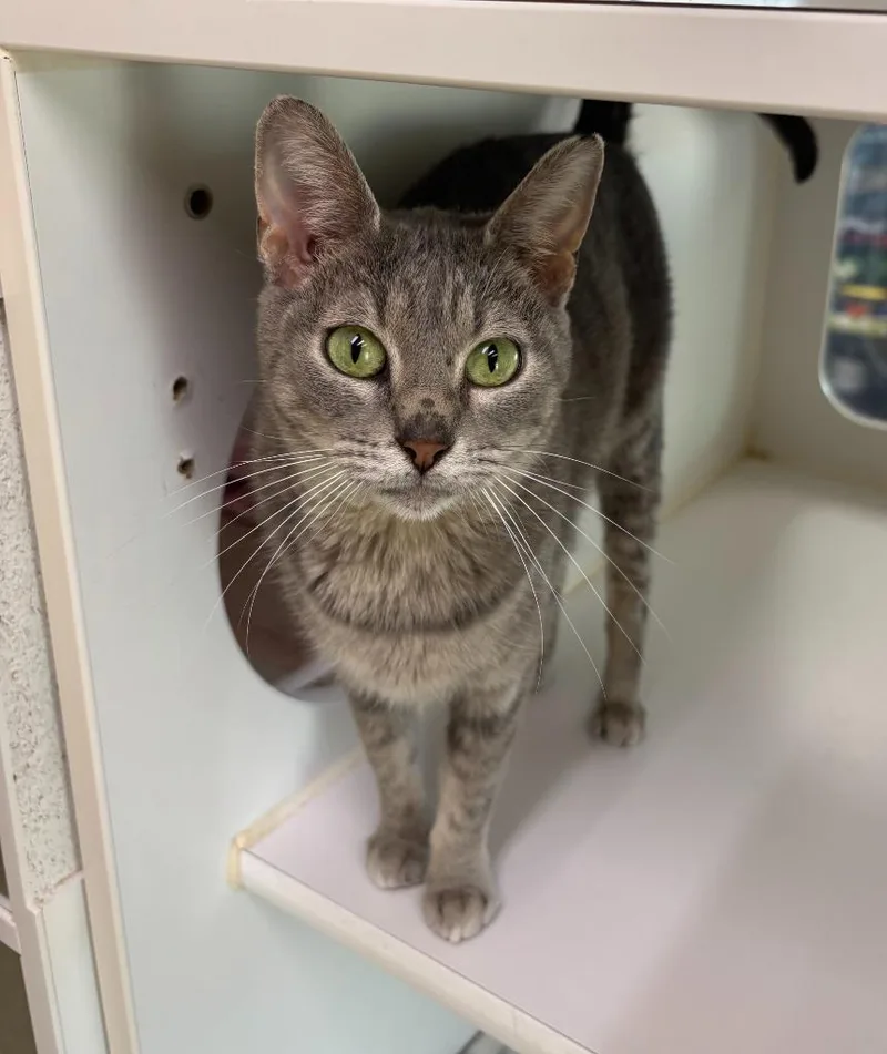 An adult large-sized female Domestic Short Hair cat named Molly for adoption in Decorah, IA