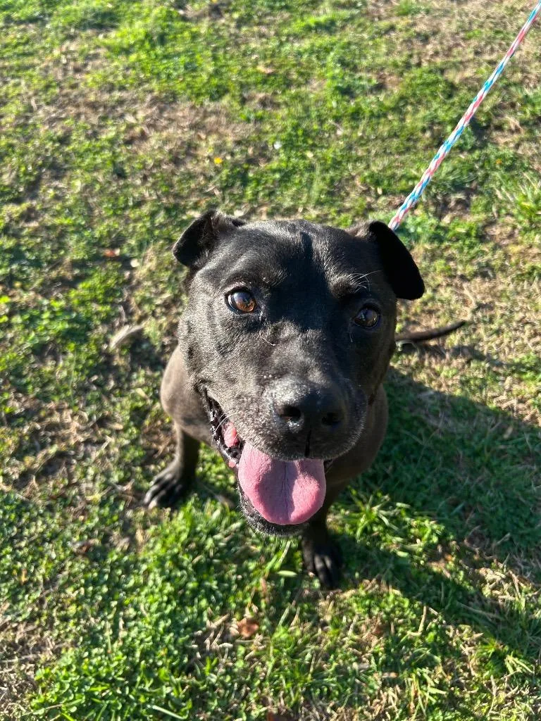 A senior medium-sized male Pit Bull Terrier dog named Ceasarcharles for adoption in Johnson City, TN