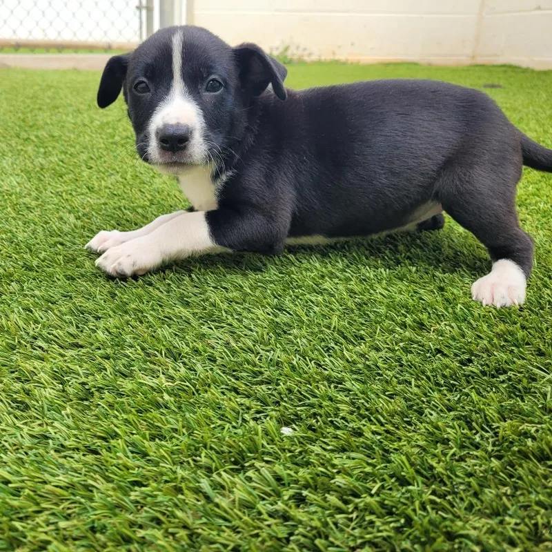 A baby medium-sized female Black Mixed Breed dog named Chocolate Chip for adoption in LOXAHATCHEE, FL