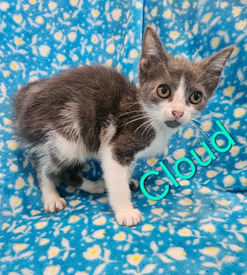 A baby medium-sized female Domestic Short Hair cat named Cloud for adoption in Johnson City, TN