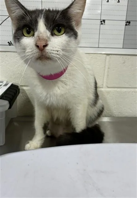 A young small-sized female Domestic Short Hair cat named Adella for adoption in Upper Marlboro, MD