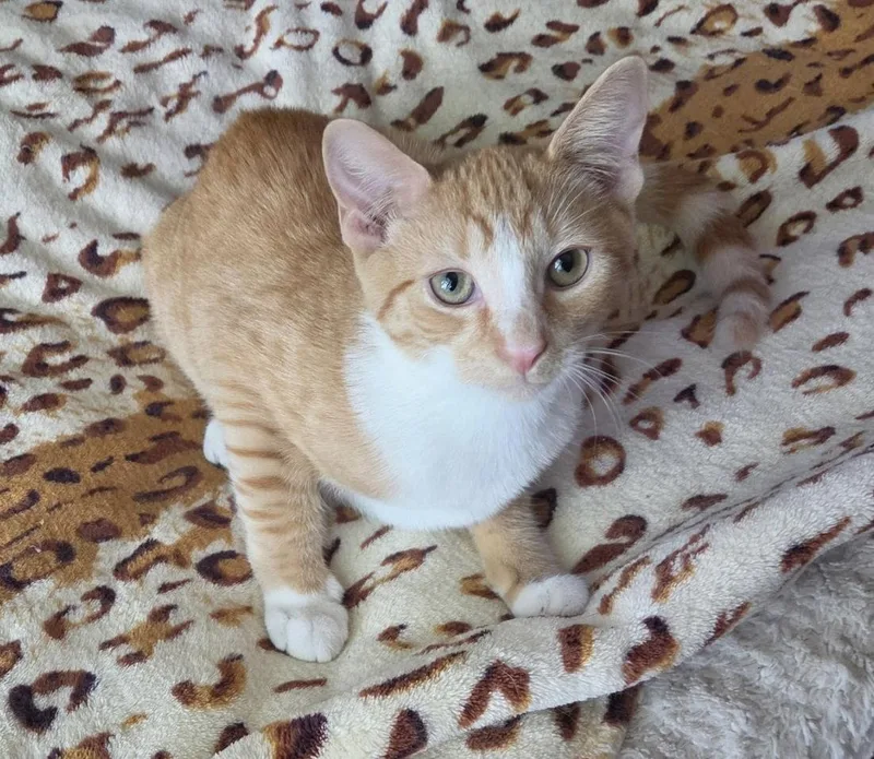 A baby medium-sized male Orange / Red Domestic Short Hair cat named Cannoli Willow Grove for adoption in Greenville, DE