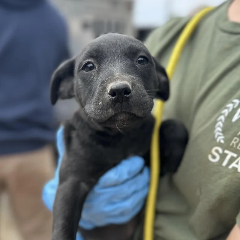 A baby medium-sized female Black Catahoula Leopard Dog dog named Enola for adoption in Columbia, SC
