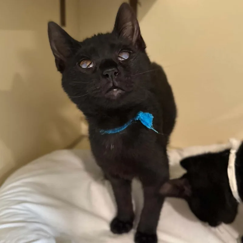 A baby medium-sized female Black Domestic Short Hair cat named Bugle for adoption in Penn Yan, NY