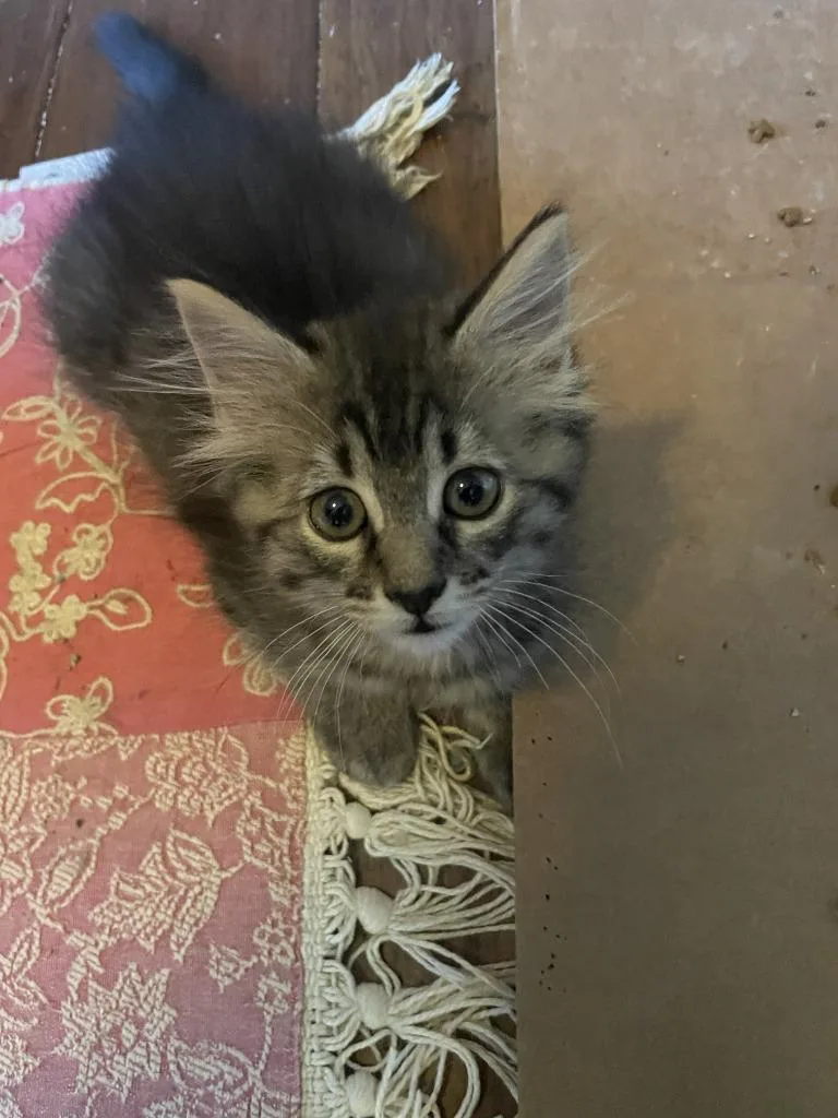 A baby medium-sized male Domestic Medium Hair cat named Jory for adoption in St. Cloud, MN